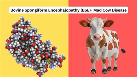 mad cow disease bitlife|Bovine spongiform encephalopathy .